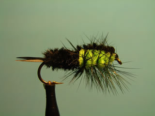 Chartreuse Montana (8-10)